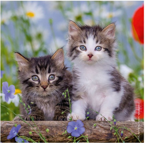 Ravensburger legpuzzel katten - 3x49 stukjes - kinderpuzzel dieren-2