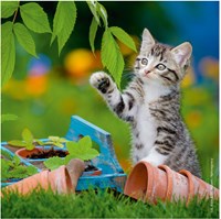 Ravensburger legpuzzel katten - 3x49 stukjes - kinderpuzzel dieren-3