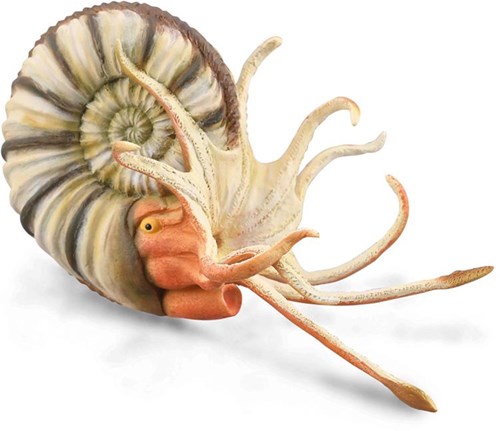 COLLECTA Pleuroceras Ammoniet - (XL)