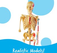 Learning Resources anatomie model bundel educatief speelgoed set-2