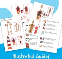 Learning Resources anatomie speelgoedmodel menselijk lichaam educatief-2