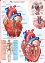 Eurographics puzzel hart - 1000 stukjes legpuzzel karton