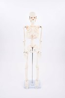 TickiT educatief skelet half-schaal model speelgoed anatomie
