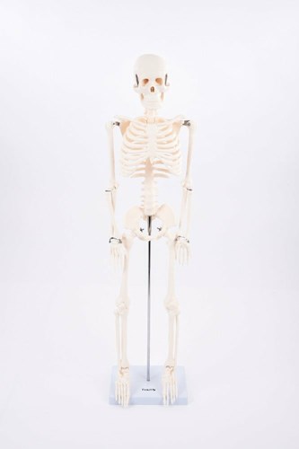 TickiT educatief skelet half-schaal model speelgoed anatomie